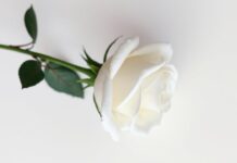 Vài Dòng Viết Về Chị Anna