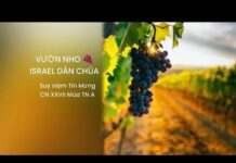 Suy Niệm Tin Mừng Chúa Nhật XXVII Thường Niên, Năm A: Vườn Nho “Itraen Dân Chúa”